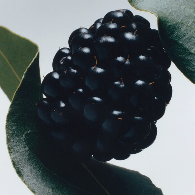 crema corpo al mirtillo e alloro