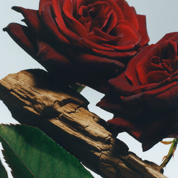 crema corpo velvet rose oud