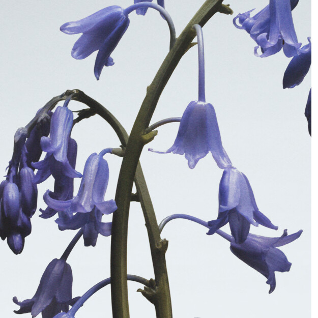 sapone corpo e mani wild bluebell