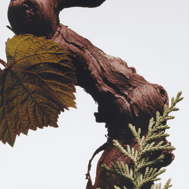sapone per il corpo e le mani cypress grapevine