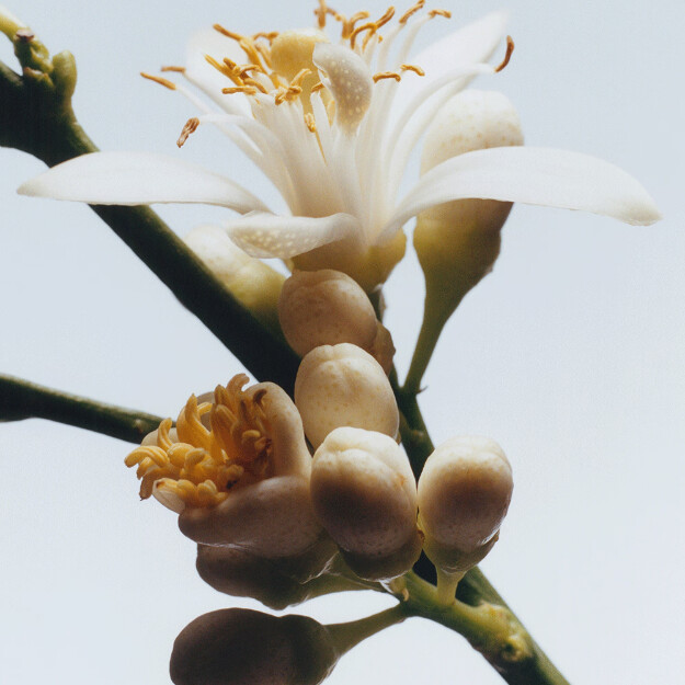 lozione per il corpo e le mani ai fiori darancio