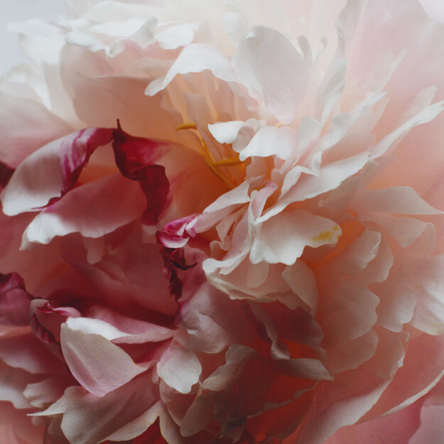 ricarica per diffusore peony blush suede