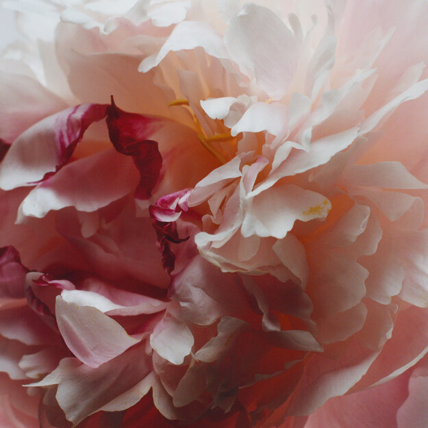 sapone scamosciato alla peonia e al fard