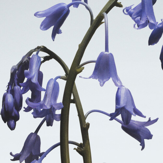 wild bluebell body mist